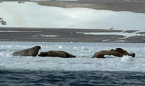 Luxury Arctic Travel: Polar Bears and Icebergs Expedition Experience - image 6