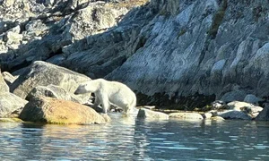 Luxury Arctic Travel: Polar Bears and Icebergs Expedition Experience - image 7