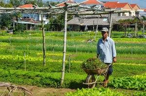 Tra Que Vegetable Village: Hoi An’s Sustainable Gem Named Best Tourism Village 2024 - image 1