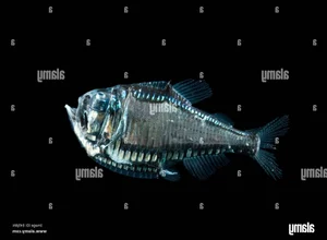 Discover the Mysterious Pacific Hatchetfish: A Deep-Sea Marvel with Bioluminescent Glow and Unique Hatchet-Shaped Body - image 2