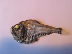 Discover the Mysterious Pacific Hatchetfish: A Deep-Sea Marvel with Bioluminescent Glow and Unique Hatchet-Shaped Body - image 3