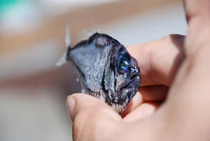 Discover the Mysterious Pacific Hatchetfish: A Deep-Sea Marvel with Bioluminescent Glow and Unique Hatchet-Shaped Body - image 4
