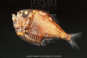 Discover the Mysterious Pacific Hatchetfish: A Deep-Sea Marvel with Bioluminescent Glow and Unique Hatchet-Shaped Body - image 6