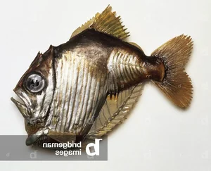 Discover the Mysterious Pacific Hatchetfish: A Deep-Sea Marvel with Bioluminescent Glow and Unique Hatchet-Shaped Body - image 0