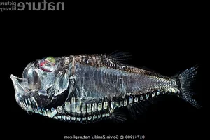 Discover the Mysterious Pacific Hatchetfish: A Deep-Sea Marvel with Bioluminescent Glow and Unique Hatchet-Shaped Body - image 1