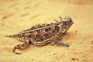 Discover the Texas Horned Lizard: The armored reptile that sprays blood from its eyes for unique self-defense - image 6