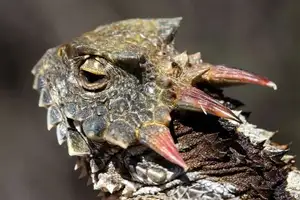 Discover the Texas Horned Lizard: The armored reptile that sprays blood from its eyes for unique self-defense - image 8