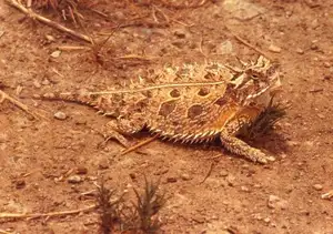 Discover the Texas Horned Lizard: The armored reptile that sprays blood from its eyes for unique self-defense - image 1