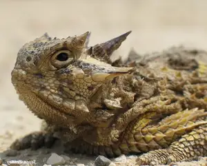 Discover the Texas Horned Lizard: The armored reptile that sprays blood from its eyes for unique self-defense - image 0