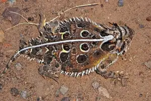 Discover the Texas Horned Lizard: The armored reptile that sprays blood from its eyes for unique self-defense - image 2