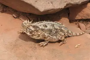 Discover the Texas Horned Lizard: The armored reptile that sprays blood from its eyes for unique self-defense - image 4