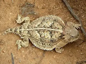 Discover the Texas Horned Lizard: The armored reptile that sprays blood from its eyes for unique self-defense - image 3