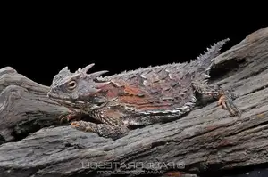 Discover the Texas Horned Lizard: The armored reptile that sprays blood from its eyes for unique self-defense - image 5