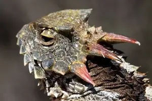 Discover the Texas Horned Lizard: The armored reptile that sprays blood from its eyes for unique self-defense - image 7