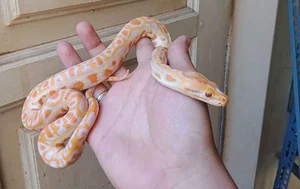 The Rising Trend of Keeping Pet Snakes Among Young Enthusiasts in 2025 - image 0