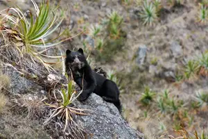 Discover Machu Picchu: Ancient Inca Wonder Amidst Majestic Peruvian Landscapes - image 5