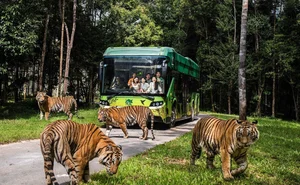 Phu Quoc Travel Guide: Unique Summer Experiences on Vietnam’s Emerald Island - image 4