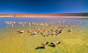 Vietnamese Travelers Explore Pink Flamingos in Bolivia - image 1