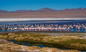 Vietnamese Travelers Explore Pink Flamingos in Bolivia - image 8