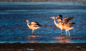 Vietnamese Travelers Explore Pink Flamingos in Bolivia - image 10