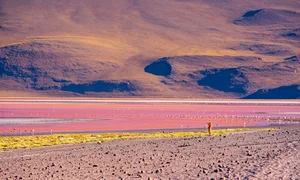 Vietnamese Travelers Explore Pink Flamingos in Bolivia - image 9
