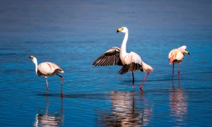 Vietnamese Travelers Explore Pink Flamingos in Bolivia - image 3