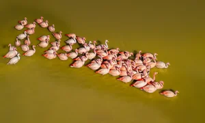 Vietnamese Travelers Explore Pink Flamingos in Bolivia - image 2