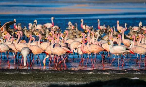 Vietnamese Travelers Explore Pink Flamingos in Bolivia - image 6