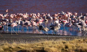 Vietnamese Travelers Explore Pink Flamingos in Bolivia - image 5