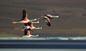 Vietnamese Travelers Explore Pink Flamingos in Bolivia - image 4