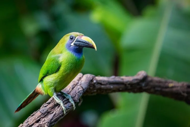 Enchanting Emerald: Discover the Hidden Jewel of Central America's Lush Cloud Forests