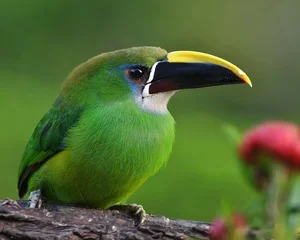 Enchanting Emerald: Discover the Hidden Jewel of Central America's Lush Cloud Forests - image 3