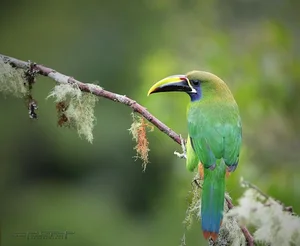 Enchanting Emerald: Discover the Hidden Jewel of Central America's Lush Cloud Forests - image 1