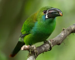 Enchanting Emerald: Discover the Hidden Jewel of Central America's Lush Cloud Forests - image 2