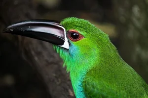 Enchanting Emerald: Discover the Hidden Jewel of Central America's Lush Cloud Forests - image 8