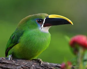 Enchanting Emerald: Discover the Hidden Jewel of Central America's Lush Cloud Forests - image 7