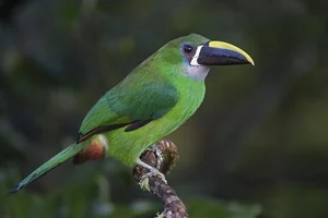Enchanting Emerald: Discover the Hidden Jewel of Central America's Lush Cloud Forests - image 5