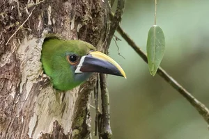 Enchanting Emerald: Discover the Hidden Jewel of Central America's Lush Cloud Forests - image 6