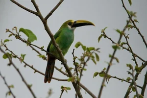 Enchanting Emerald: Discover the Hidden Jewel of Central America's Lush Cloud Forests - image 4