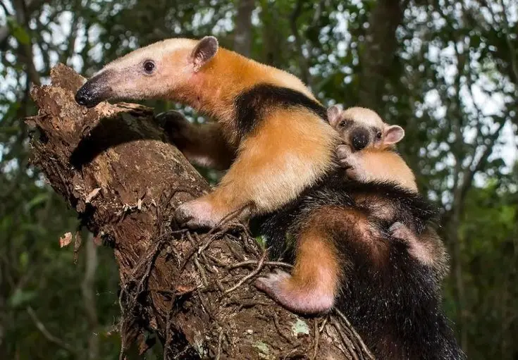 Tamandua: Mysterious 40cm Long-Tongued Anteater of South American Rainforest. Discover its Unique Self-Defense Strategy!