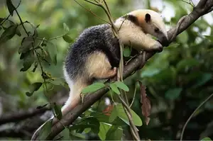 Tamandua: Mysterious 40cm Long-Tongued Anteater of South American Rainforest. Discover its Unique Self-Defense Strategy! - image 8
