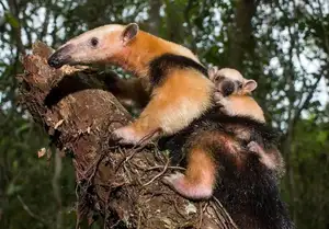 Tamandua: Mysterious 40cm Long-Tongued Anteater of South American Rainforest. Discover its Unique Self-Defense Strategy! - image 0