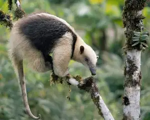 Tamandua: Mysterious 40cm Long-Tongued Anteater of South American Rainforest. Discover its Unique Self-Defense Strategy! - image 5