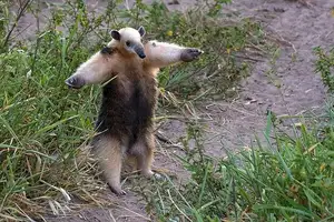 Tamandua: Mysterious 40cm Long-Tongued Anteater of South American Rainforest. Discover its Unique Self-Defense Strategy! - image 1