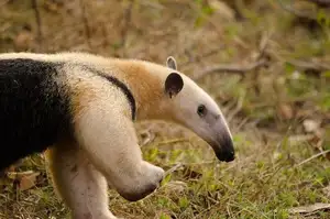Tamandua: Mysterious 40cm Long-Tongued Anteater of South American Rainforest. Discover its Unique Self-Defense Strategy! - image 2