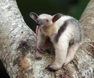 Tamandua: Mysterious 40cm Long-Tongued Anteater of South American Rainforest. Discover its Unique Self-Defense Strategy! - image 6