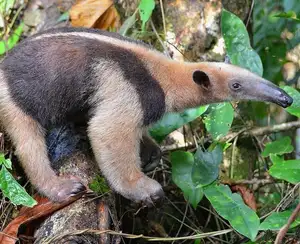 Tamandua: Mysterious 40cm Long-Tongued Anteater of South American Rainforest. Discover its Unique Self-Defense Strategy! - image 7