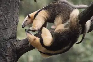 Tamandua: Mysterious 40cm Long-Tongued Anteater of South American Rainforest. Discover its Unique Self-Defense Strategy! - image 4