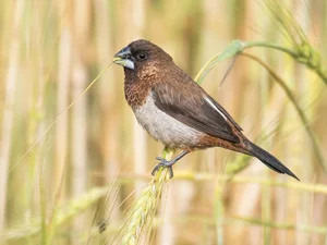 Discover the Vibrant Migratory Birds of Vietnam: A Closer Look at Rare Red Avian Species - image 8