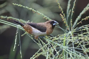 Discover the Vibrant Migratory Birds of Vietnam: A Closer Look at Rare Red Avian Species - image 7